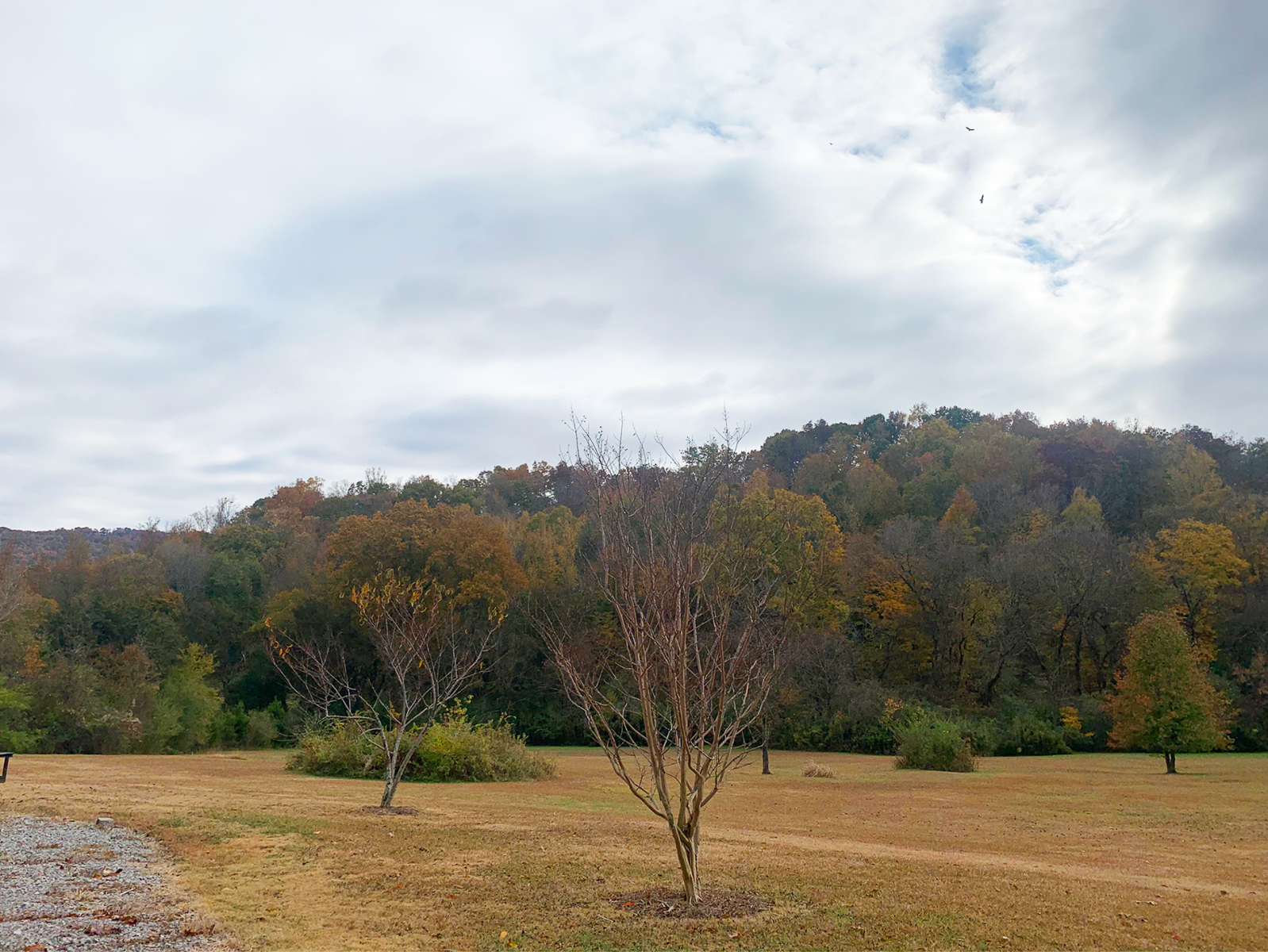 A brown, autumnal lawn leads to the ridge covered in trees showing orange and red leaves.